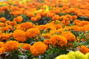 Estratto di Calendula